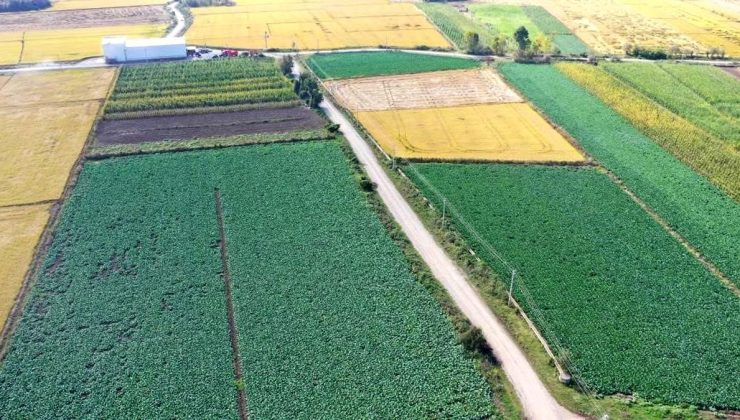Samsun, Türkiye’nin en çok karnabahar üreten ili konumuna yükseldi