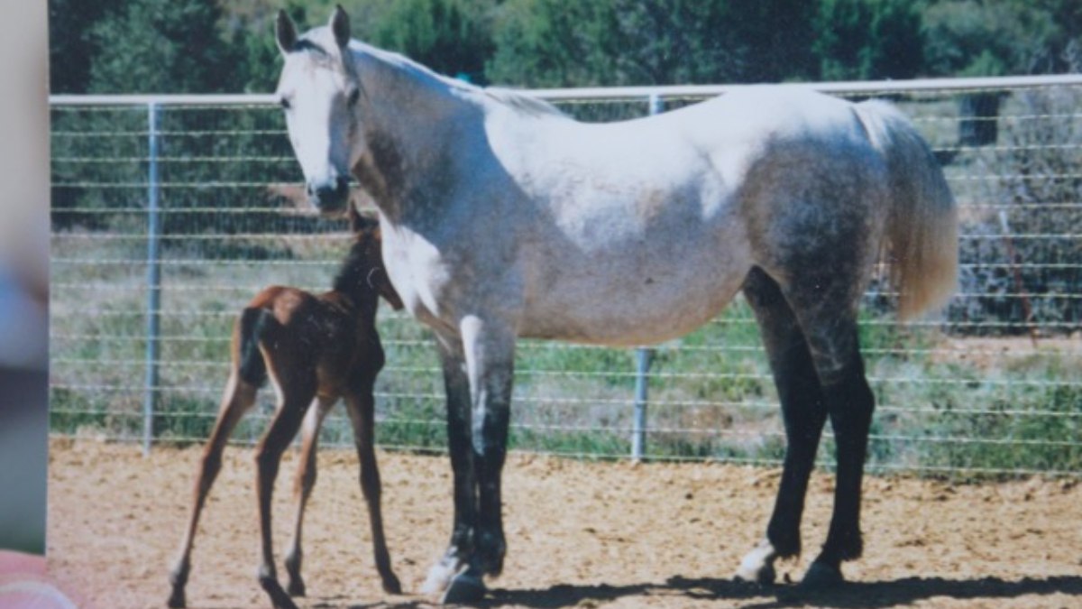 ABD’de dünyanın en yaşlı atı ani karaciğer yetmezliğinden öldü