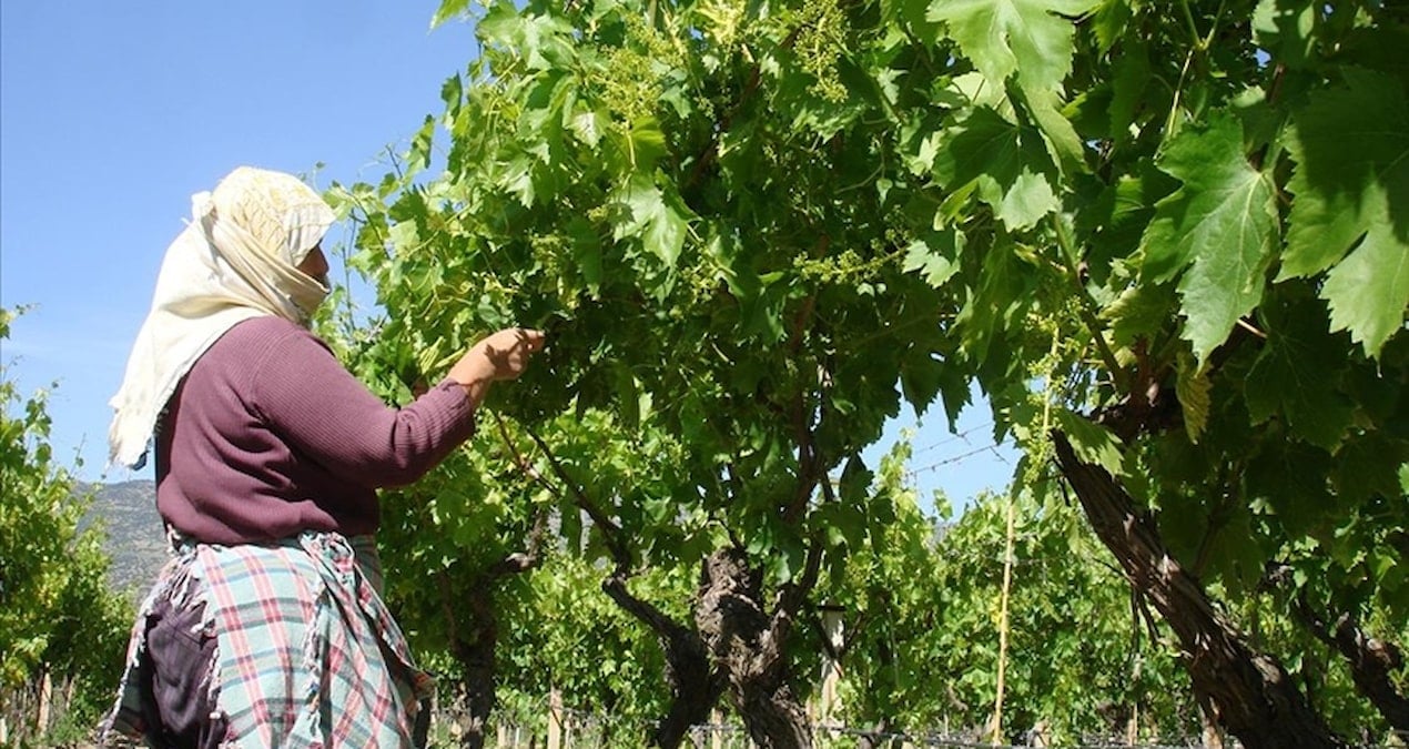 1 lira bile masrafı yok, kilosu 70 TL’den satılıyor